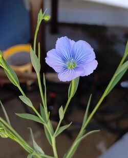 Linum usitatissimum 20230402.jpg