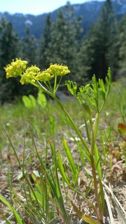 Lomatium ambiguum 4.jpg