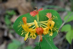 Lonicera flava Arkansas.jpg