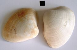 Mactra glabrata - shell.jpg