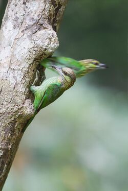 Megalaima faiostricta - Khao Yai.jpg