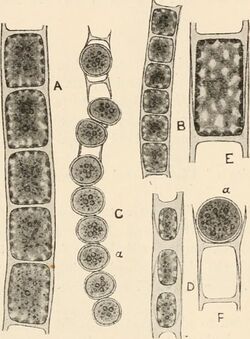 Microsporaceae.jpg