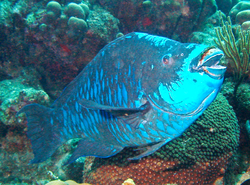 Midnight-parrotfish.png