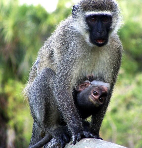 File:Monkey & Baby.JPG