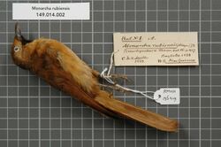 Naturalis Biodiversity Center - RMNH.AVES.136419 1 - Monarcha rubiensis (Meyer, 1874) - Monarchidae - bird skin specimen.jpeg