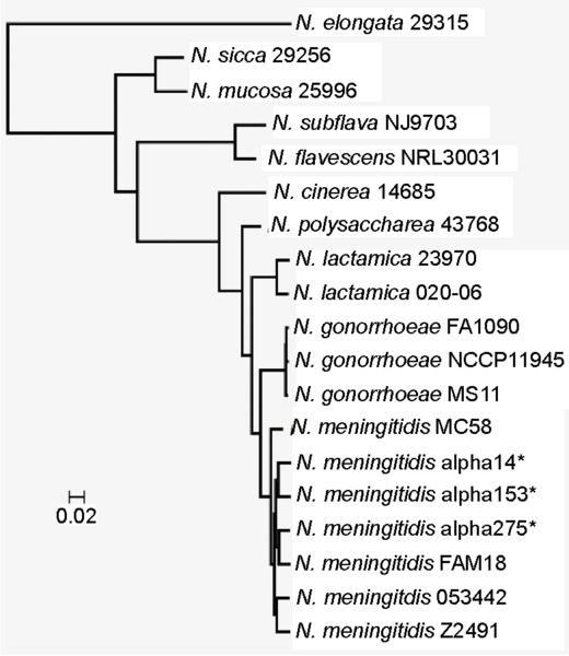 File:Neisseria phylogenetic tree.png