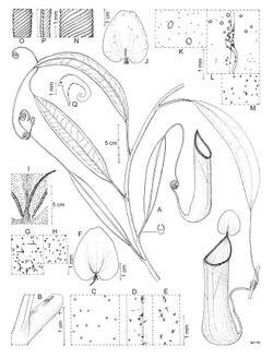 Nepenthes leyte botanical illustration.jpg