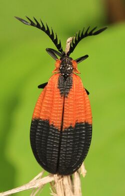 Net-winged Beetle - Caenia dimidiata, Lostland Run Rd., Garrett County, Maryland.jpg