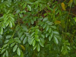 Nyala tree (Xanthocercis zambesiaca) leaves (11711501986).jpg