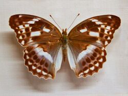 Nymphalidae - Argynnis sangana.JPG