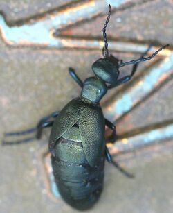 Female Oil Beetle (Meloe campanicollis)