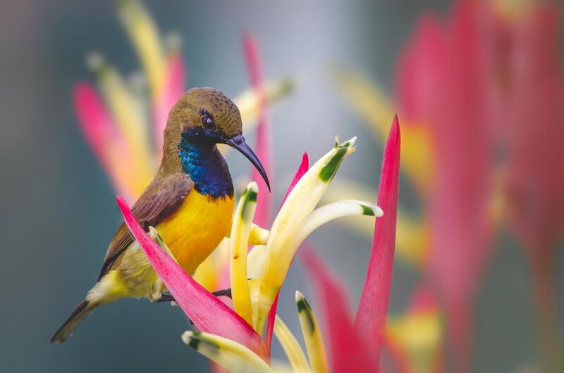 File:Olive-backed Sunbird male, Misamis Oriental, Philippines 1.jpg
