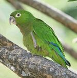 A green parrot with white eye-spots and blue-tipped wings
