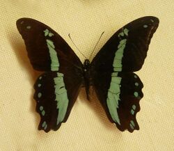 Papilio sosia-Musée zoologique de Strasbourg.jpg