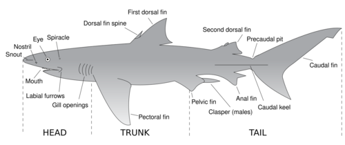 Anatomical shark drawing showing snout, nostril, eye, spiracle, dorsal fin spine, first and second dorsal fins, precaudal pit, caudal fin, caudal keel, anal fin, clasper, pelvic fin, pectoral fin, gill openings, labial furrow, and mouth