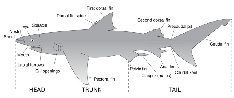 File:Parts of a shark.svg