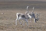 Peary caribou - Bathurst Island.jpg