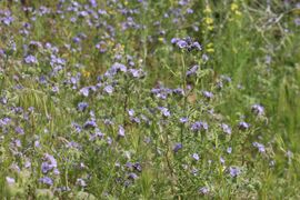 Phacelia tanacetifolia 7864.JPG