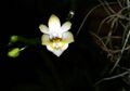 Phalaenopsis gibbosa Orchi 032.jpg