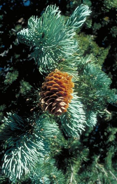 File:Picea engelmannii UGA2.jpg