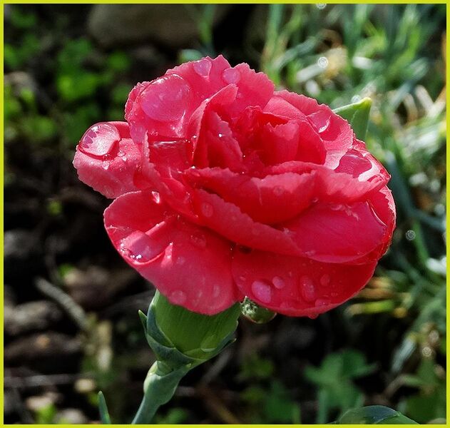 File:Pink Carnation 3-30-14 (13630328404).jpg