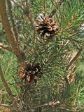 Pinus-sylvestris-cone-2.jpg
