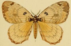 Pl.1-07-Homochroa orphne=Camerunia orphne (Schaus, 1893).JPG