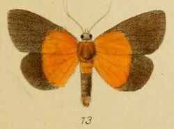Pl.3-13-Hypena ducalis Schaus & Clements, 1893.JPG