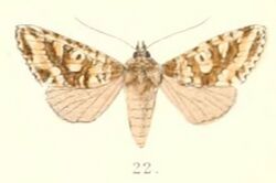 Pl.4-22-Bryotypella leucosticta (Moore, 1882) (Dryobata).JPG