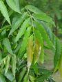 Polyalthia longifolia - Kolkata 2004-07-13 01746.JPG