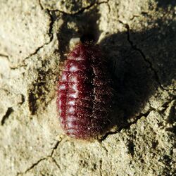 Female "Porphyrophora hamelii"