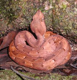 Porthidium nasutum banino.jpg