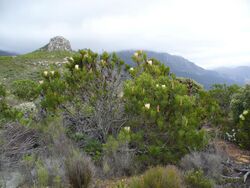 Protea repens bush.jpg