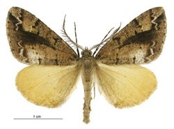 Pseudocoremia amaculata male.jpg