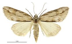 Pseudocoremia lupinata female.jpg