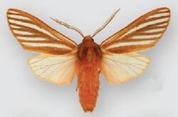 Pseudohemihyalea ambigua (male).JPG
