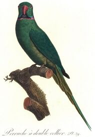 Illustration of a green parrot on a branch
