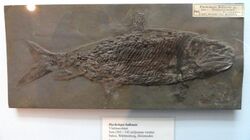 Ptycholepis bollensis - Fossils in the Arppeanum - DSC05529.JPG