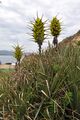 Puya chilensis 01.jpg