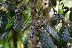 Quercus Crassifolia.jpg