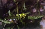 Ranunculus abortivus 003.jpg