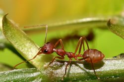 Red Weaver Ant, Oecophylla longinoda.jpg