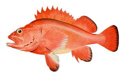Red rockfish.jpg