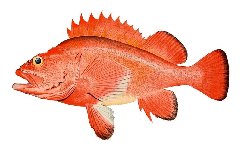 File:Red rockfish.jpg
