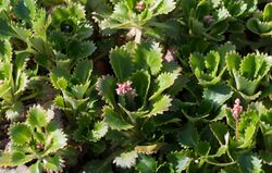 Saxifraga spathularis.jpg