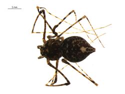 Scytodes longipes 2.jpg