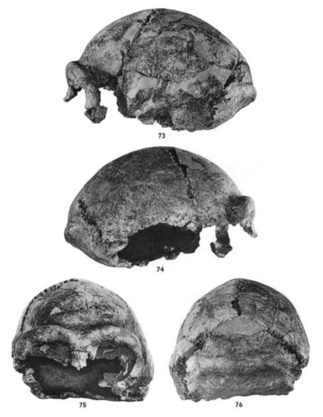 File:Sinanthropus Skull XII.png