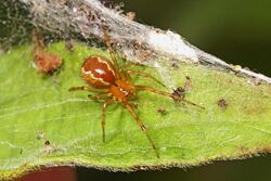 Social Cobweb Spider - Anelosimus studiosus, Loxahatchee National Wildlife Refuge, Boynton Beach, Florida.jpg