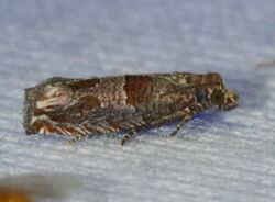Sonia constrictana – Constricted Sonia Moth (14449690847).jpg
