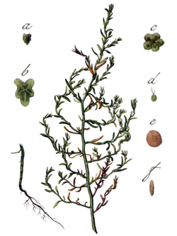 Spirobassia hirsuta - Flora Batava V5-351.png